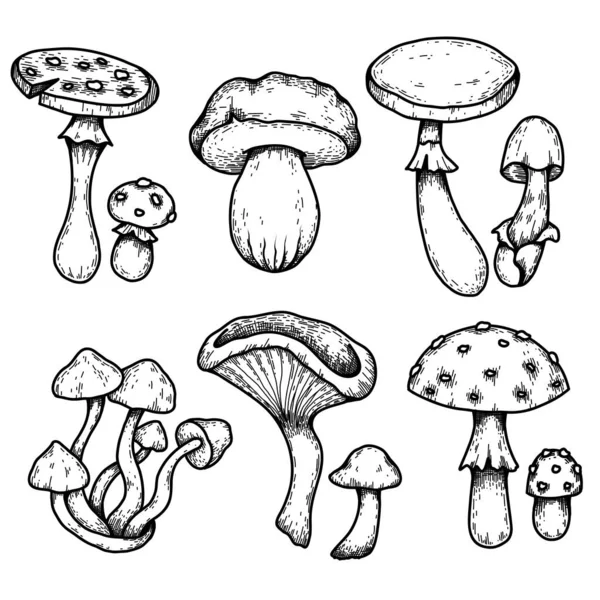 带孵化器的各种有毒蘑菇的病媒草图集 天野和假蘑菇 商标和标签的单色倾向 危险真菌的线形绘图 — 图库矢量图片