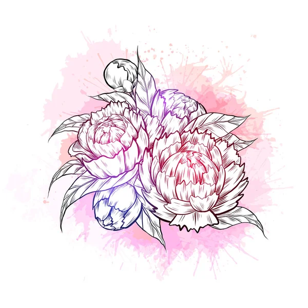 Векторная Иллюстрация Контурных Пионских Цветов Листвой Розовыми Акварельными Брызгами Клипарт — стоковый вектор