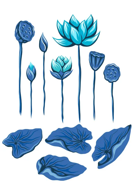 青い蓮と茎のベクトルセット 背景から孤立した葉や花を持つ植物コレクション 睡蓮と種鞘の平手描きクリップアート — ストックベクタ