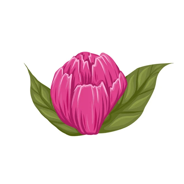 Vector Illustration Pink Bud Peony Flower Green Leaves Isolated Background — Stock Vector
