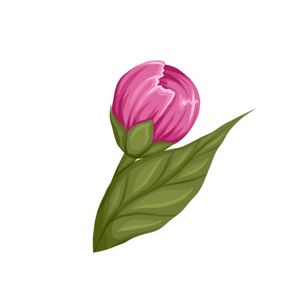 Vector Illustration Bud Peony Flower Stem Isolated Background Botanical Image — Stock Vector