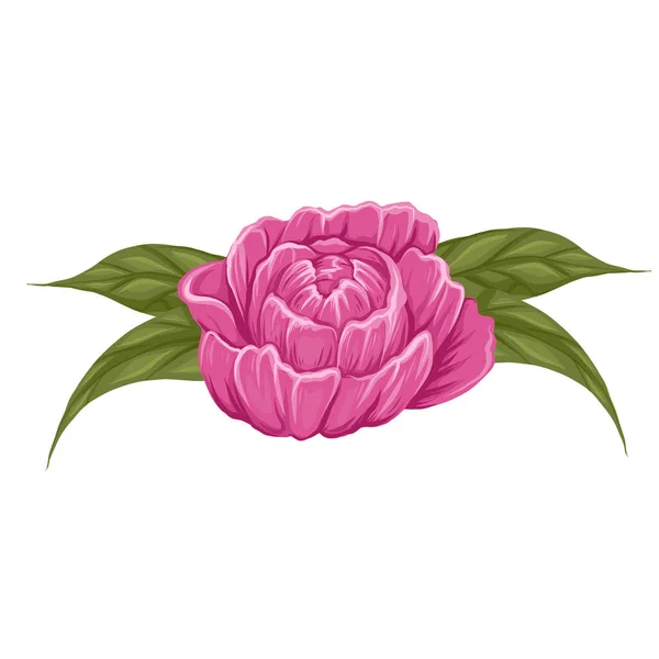 Illustration Von Rosa Üppige Pfingstrose Blume Mit Laub Isoliert Vom — Stockvektor