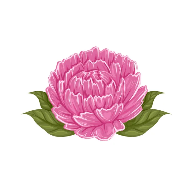 Vektor Illustration Der Großen Üppigen Pfingstrose Blume Mit Laub Isoliert — Stockvektor