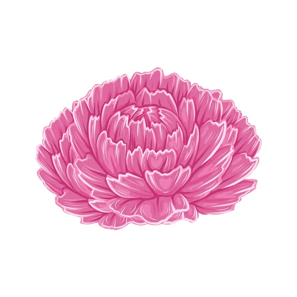 Vector Illustration Lush Peony Flower Head Isolated Background Cartoon Floral — Stock Vector