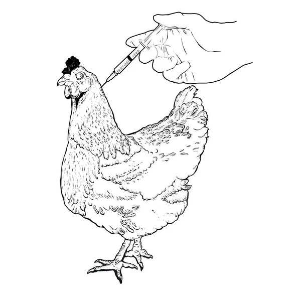Куряча Рука Намальована Ілюстрація Півень Курчата Півень Птиця Вакцинація Птиці — стоковий вектор