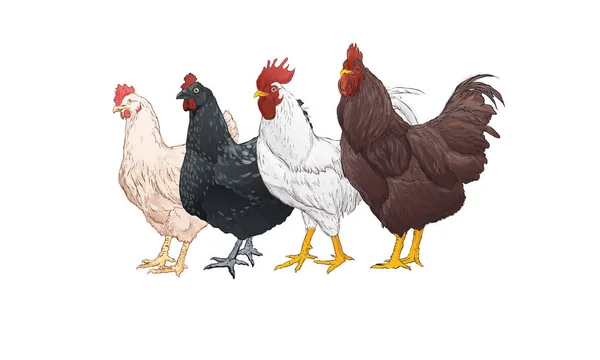 Grupa Kurczaka Akwarela Stylu Białym Tle Vintage Ręcznie Rysowane Ilustracja — Wektor stockowy