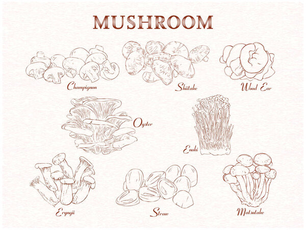 Set of edible mushroom group. background, vintage handdrawn handdrawn. Vector illustration with text