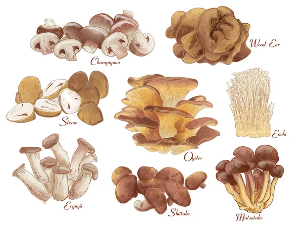 Set Gruppo Funghi Commestibili Sfondo Acquerello Epoca Illustrazione Vettoriale Con — Vettoriale Stock