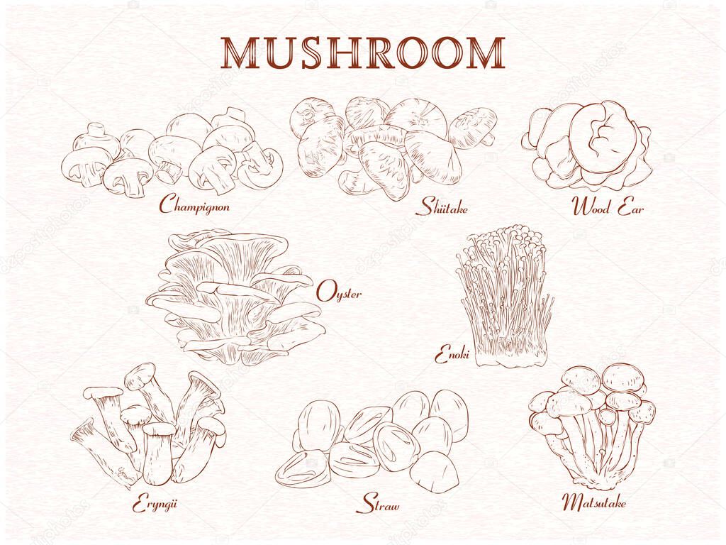 Set of edible mushroom group. background, vintage handdrawn handdrawn. Vector illustration with text