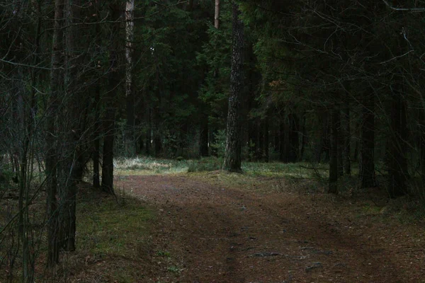 Gyalogút Zöld Fákkal Erdőben Gyönyörű Sikátor Parkban Átjáró Sötét Erdőn — Stock Fotó