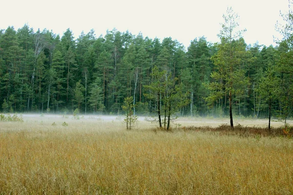 Mágica Mañana Otoño Niebla Mañana Sobre Campo —  Fotos de Stock