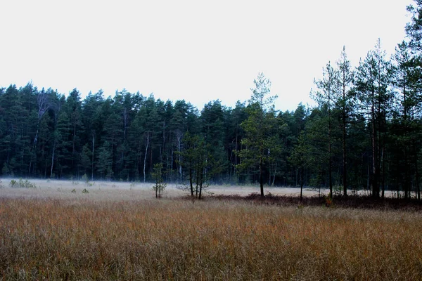 Mágica Mañana Otoño Niebla Mañana Sobre Campo — Foto de Stock