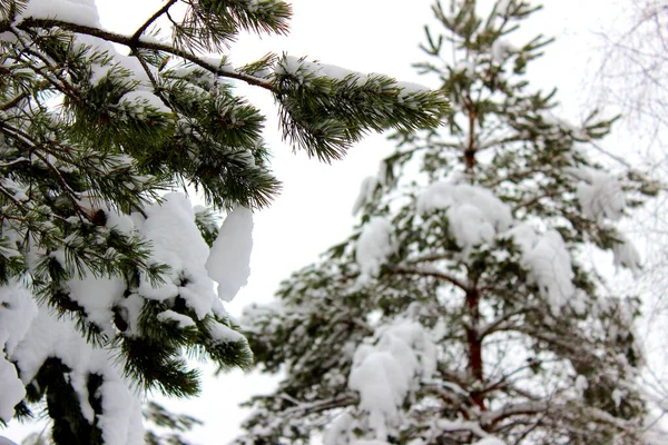 Ladin Ormanlarında Kış Beyaz Pofuduk Karlarla Kaplı Ladin Çiçekleri Seçici — Stok fotoğraf