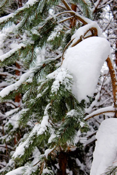 スプルースの森の冬 白いふわふわの雪で覆われたスプルース 選択的焦点 — ストック写真