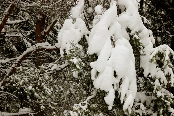 スプルースの森の冬 白いふわふわの雪で覆われたスプルース 選択的焦点 — ストック写真