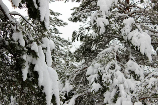 冬の森の中で雪に覆われたモミの木の枝の終わり 真冬とクリスマスの背景 — ストック写真