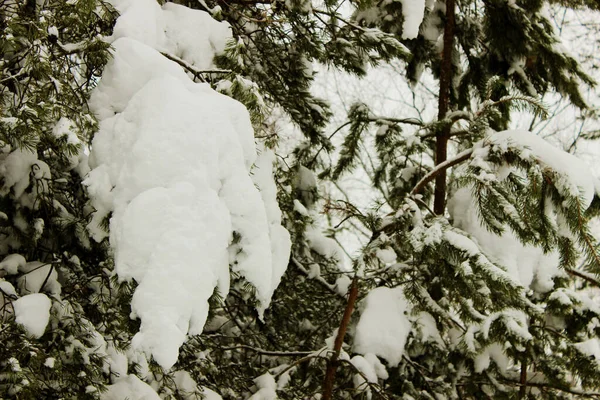 冬の森の中で雪に覆われたモミの木の枝の終わり 真冬とクリスマスの背景 — ストック写真