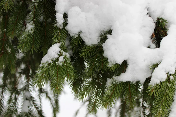 冬の森の中で雪に覆われたモミの木の枝の終わり 真冬とクリスマスの背景 — ストック写真