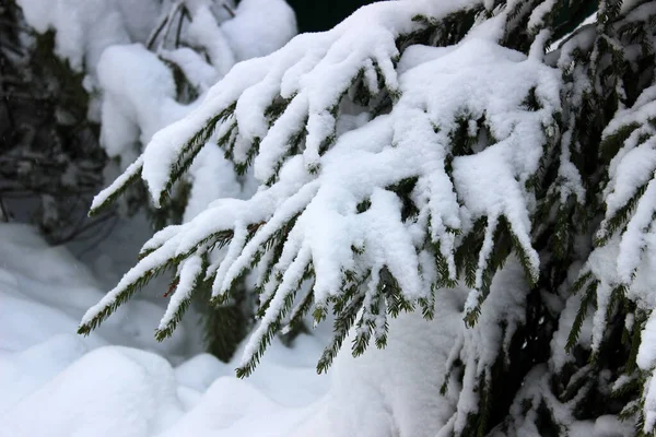 Kış Ormanlarında Karla Kaplı Köknar Ağacının Dalını Kapatın Gerçek Kış — Stok fotoğraf