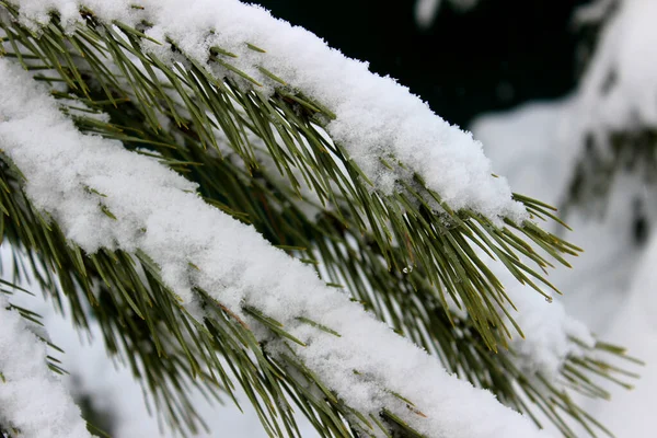 冬の森の中で雪に覆われたモミの木の枝の終わり 真冬とクリスマスの背景 — ストック写真
