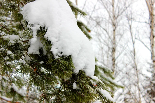 凍った冬の風景雪の森 — ストック写真