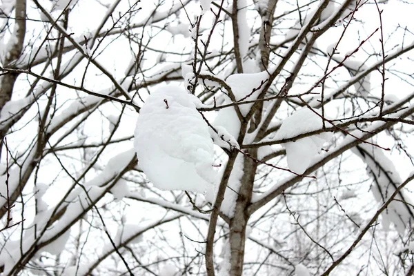 Donmuş Kış Manzarası Karlı Orman — Stok fotoğraf