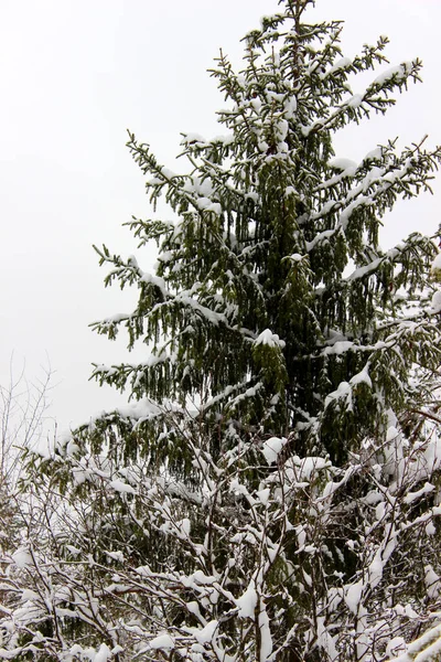 凍った冬の風景雪の森 — ストック写真