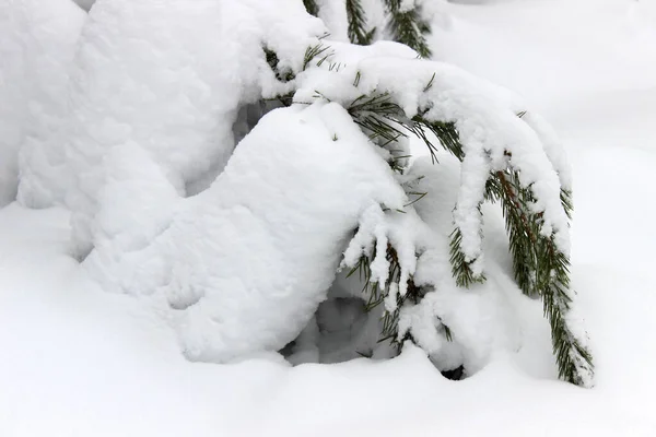 凍った冬の風景雪の森クリスマスツリー — ストック写真