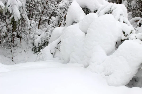 Donmuş kış manzarası Karlı orman Noel ağacı — Stok fotoğraf