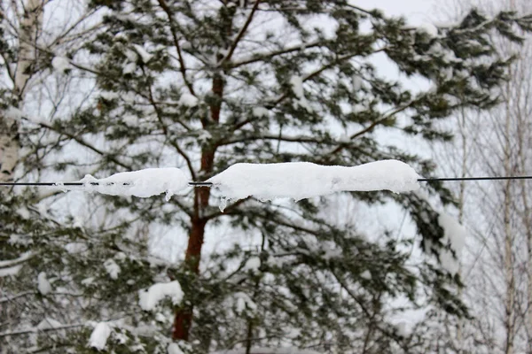 Winter, rondom witte sneeuw bevroren draden in het bos. — Stockfoto