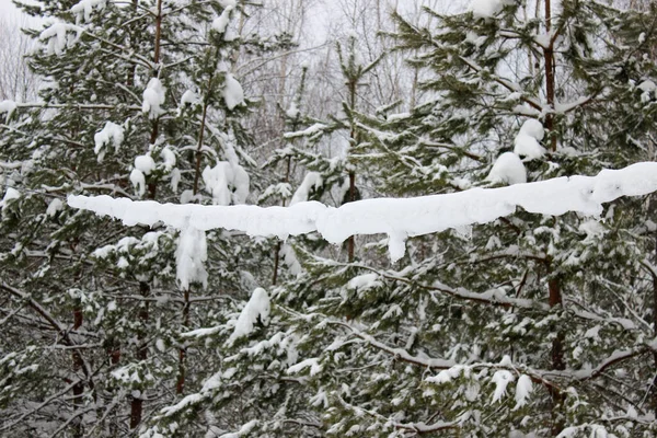 Kış, beyaz karların etrafında ormandaki donmuş teller.. — Stok fotoğraf