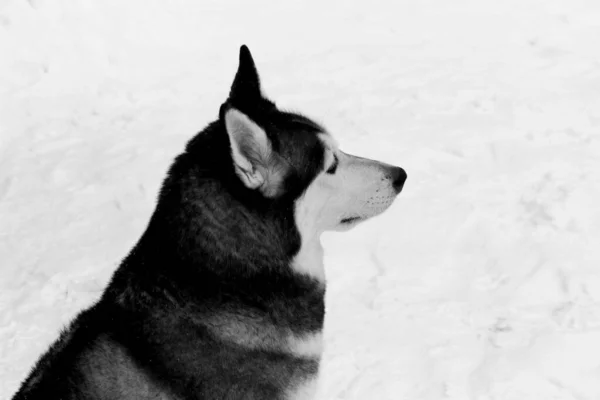 Portrait de chien Husky de Sibérie en plein air en hiver . — Photo