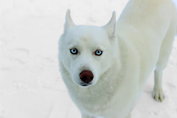 Siberian Husky hund portræt udendørs om vinteren . - Stock-foto