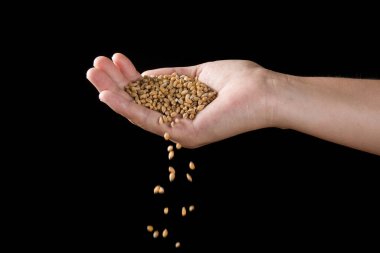 El ele tutuşan buğday taneleri siyah arkaplanda izole edilmiş..