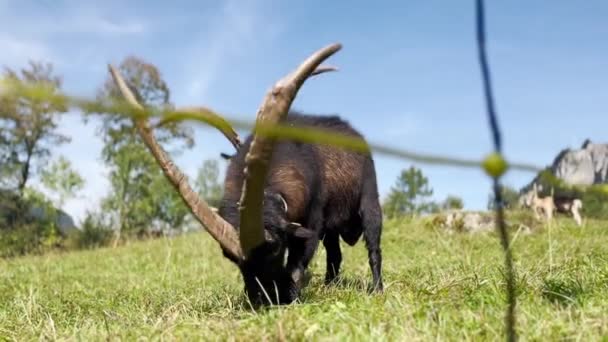 Niedriger Winkel eines Ziegenbocks mit zwei großen Hörnern auf einer schönen Wiese in der Schweiz — Stockvideo