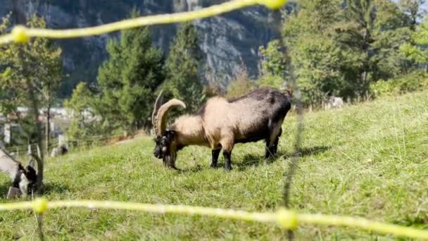 スイスの素晴らしい山の景色の中で雄大な雄ヤギの放牧. — ストック動画