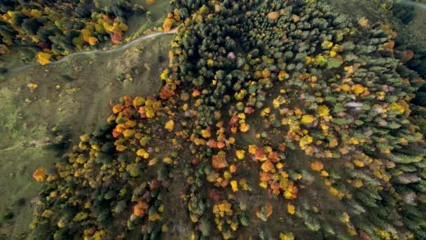 Lotnictwo opadające w dół do wspaniałego kolorowego lasu jesienią z krętą drogą — Wideo stockowe