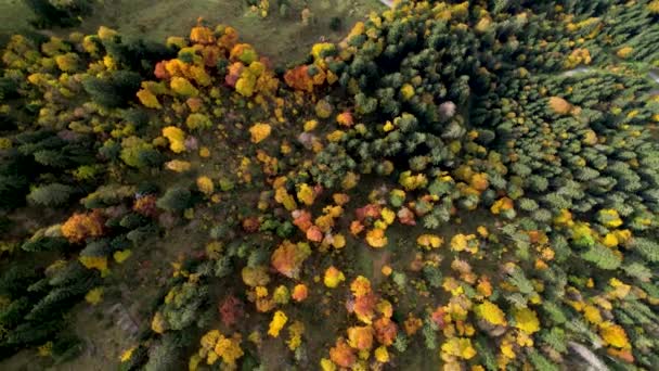 Forgassa drón felett színes narancs és zöld őszi erdő távoli úton — Stock videók