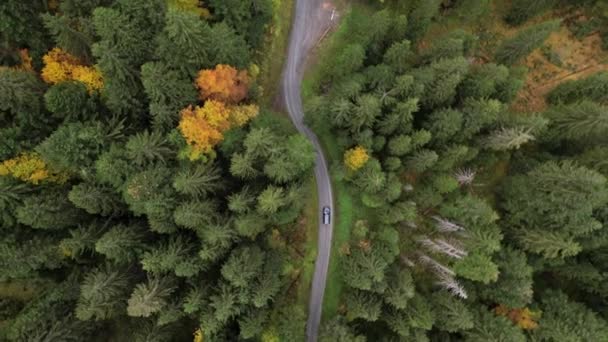 Aérien suivant une voiture noire conduisant sur une route sinueuse dans une forêt d'automne colorée
