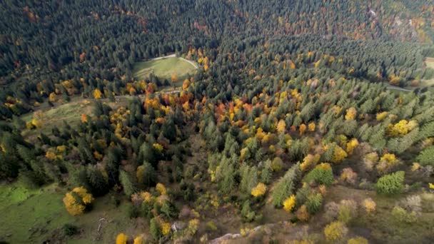 Vestiging van brede herfst bos landschap op een berg in Zwitserland, luchtfoto dolly. — Stockvideo