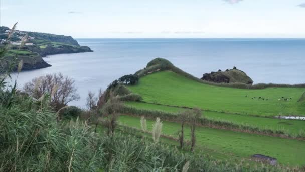 Hermosa colina verde con vacas pastando en la costa atlántica en las Azores — Vídeos de Stock