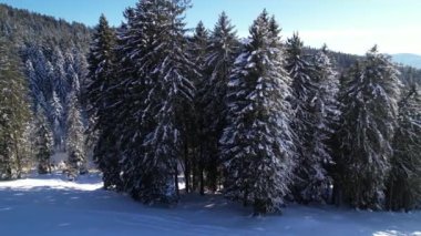 Ormandaki karlı ve yeşil çam ağaçları güneşli bir günde hava yörüngesindedir.