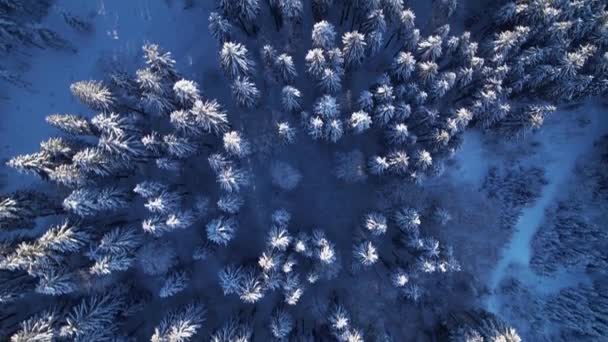 눈덮인 나무들이 깔려 있는 춥고 얼어붙은 겨울 숲을 공중에서 내려다본 모습. — 비디오
