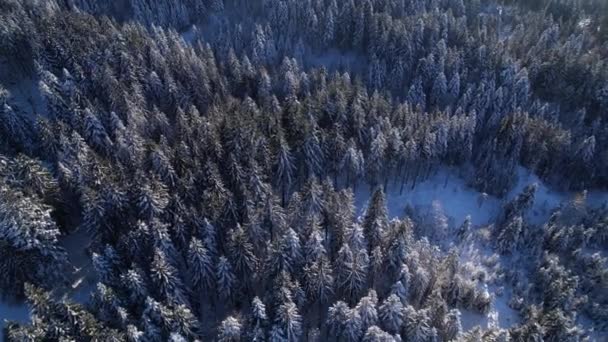 Froid gelant forêt d'hiver, tir aérien lointain au-dessus des sapins sempervirents — Video