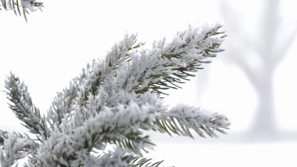 Κοντινό πλάνο όμορφο παγωμένο καλυμμένο με έλατο κλαδί σε υπέροχο χειμερινό τοπίο — Αρχείο Βίντεο
