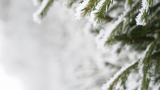 Neve coberto ramos de abeto no inverno, close-up rack foco tiro, handheld — Vídeo de Stock