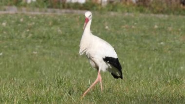 Yavaş çekim yeşil çimen tarlasında seyreden görkemli leylek.