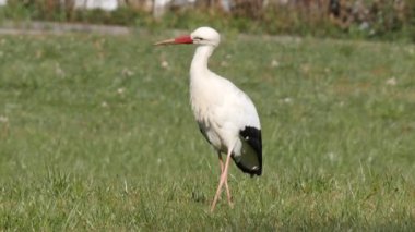Yırtıcı hayvan arayan zarif leylekler ve yeşil bir çim tarlasında böcek avlıyorlar.
