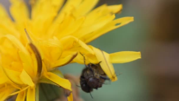 Twee kleine paring zwarte kevers opknoping op een paardenbloem en vallen naar beneden Rechtenvrije Stockvideo