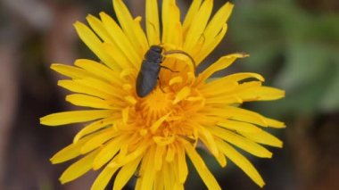 Rüzgarda esen karahindiba çiçeğinden nektar yiyen tek siyah böcek.